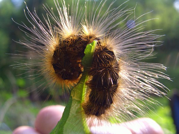 Завершился "Майский спринт - 2010" (Мультигонки, майский_спринт, пср, мультигонки, спортивный_туризм)