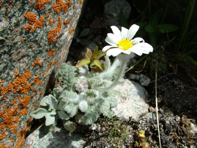 Красноярская городская ФА приглашает на летние сборы Арча 2010 и пик Ленина (Альпинизм, кфа, ала-арча)