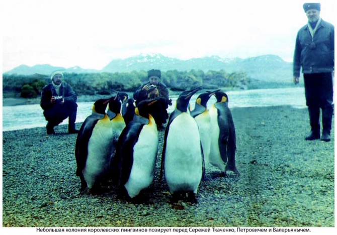 Антарктида - часть 2. Субантарктика - острова Кинг Джордж и Южная Георгия. (Путешествия, станция ленинградская, "михаил сомов", антарктическая экспедиция)
