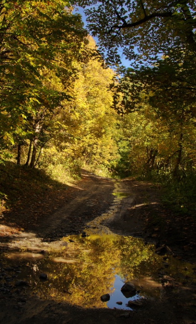 Фотографируем зубров (Путешествия, осень, домбай)
