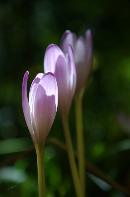 Фотографируем зубров (Путешествия, осень, домбай)