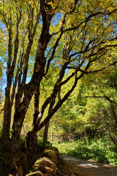 Фотографируем зубров (Путешествия, осень, домбай)