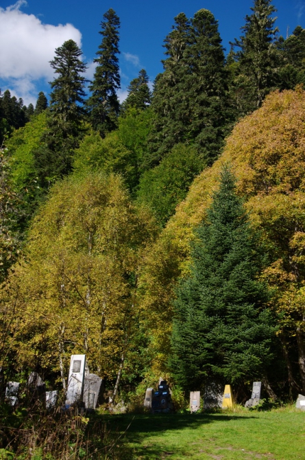 Фотографируем зубров (Путешествия, осень, домбай)