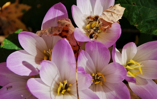 Фотографируем зубров (Путешествия, осень, домбай)