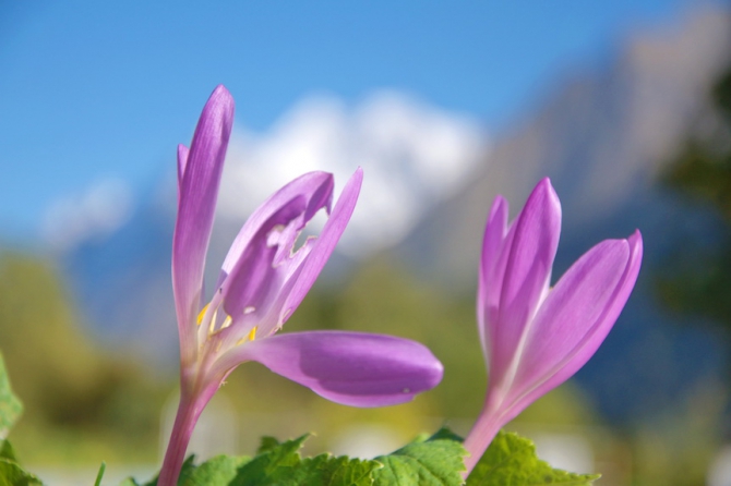 Фотографируем зубров (Путешествия, осень, домбай)