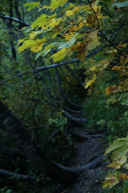 Фотографируем зубров (Путешествия, осень, домбай)