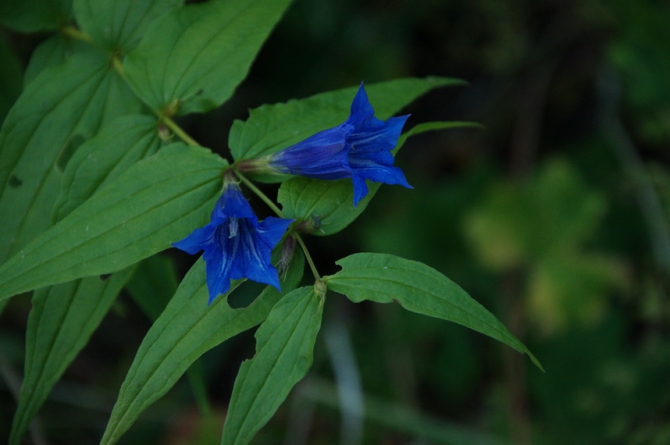 Фотографируем зубров (Путешествия, осень, домбай)