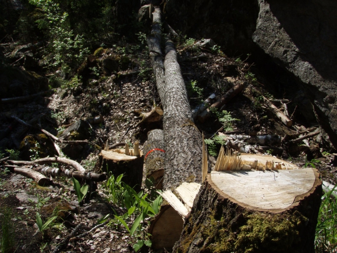 Спелеологи валят деревья на скалах Треугольного озера. (Альпинизм, треугольное)