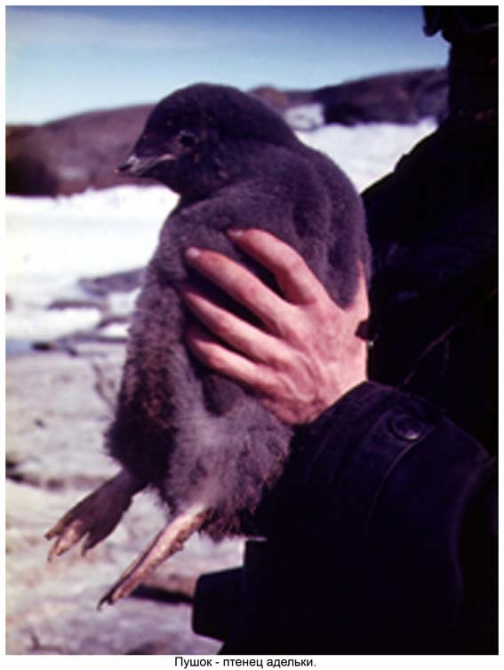 Антарктида - часть 4. Море Дейвиса станция Мирный. (Путешествия, станция ленинградская, "михаил сомов", антарктика, антарктическая экспедиция)