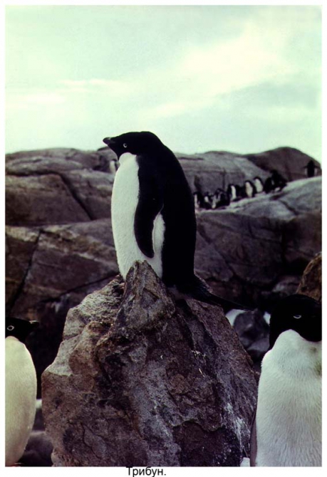 Антарктида - часть 4. Море Дейвиса станция Мирный. (Путешествия, станция ленинградская, "михаил сомов", антарктика, антарктическая экспедиция)