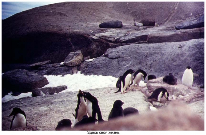 Антарктида - часть 4. Море Дейвиса станция Мирный. (Путешествия, станция ленинградская, "михаил сомов", антарктика, антарктическая экспедиция)