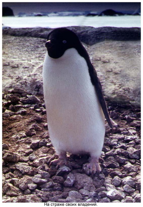 Антарктида - часть 4. Море Дейвиса станция Мирный. (Путешествия, станция ленинградская, "михаил сомов", антарктика, антарктическая экспедиция)