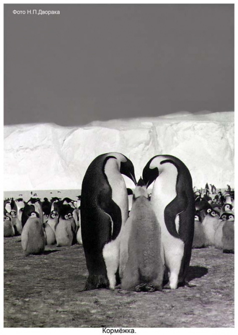 Антарктида - часть 4. Море Дейвиса станция Мирный. (Путешествия, станция ленинградская, "михаил сомов", антарктика, антарктическая экспедиция)