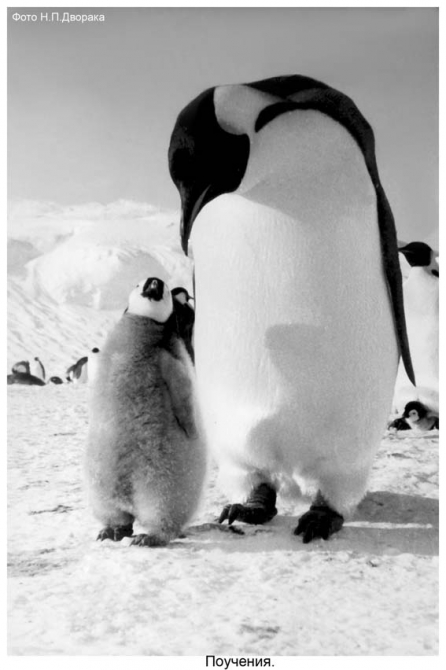 Антарктида - часть 4. Море Дейвиса станция Мирный. (Путешествия, станция ленинградская, "михаил сомов", антарктика, антарктическая экспедиция)