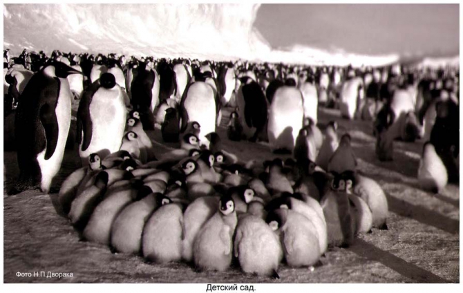 Антарктида - часть 4. Море Дейвиса станция Мирный. (Путешествия, станция ленинградская, "михаил сомов", антарктика, антарктическая экспедиция)