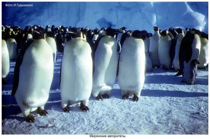 Антарктида - часть 4. Море Дейвиса станция Мирный. (Путешествия, станция ленинградская, "михаил сомов", антарктика, антарктическая экспедиция)