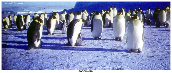 Антарктида - часть 4. Море Дейвиса станция Мирный. (Путешествия, станция ленинградская, "михаил сомов", антарктика, антарктическая экспедиция)