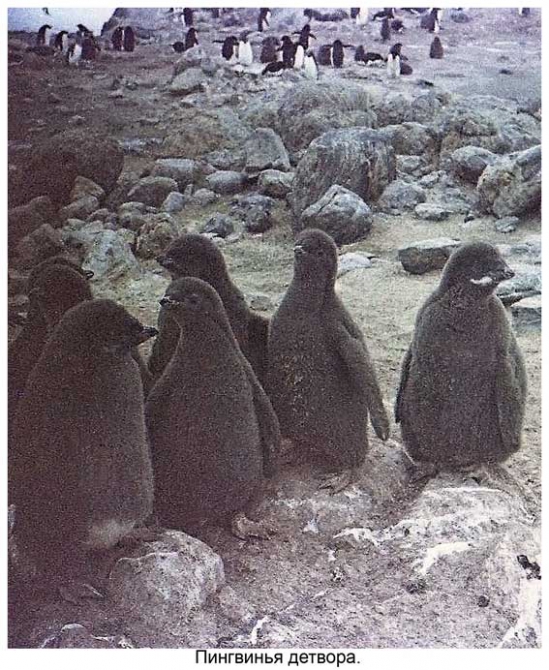 Антарктида - часть 4. Море Дейвиса станция Мирный. (Путешествия, станция ленинградская, "михаил сомов", антарктика, антарктическая экспедиция)