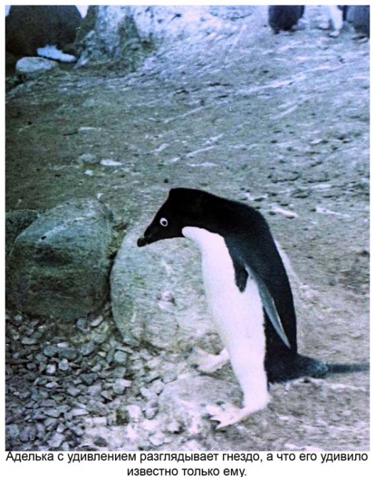 Антарктида - часть 4. Море Дейвиса станция Мирный. (Путешествия, станция ленинградская, "михаил сомов", антарктика, антарктическая экспедиция)