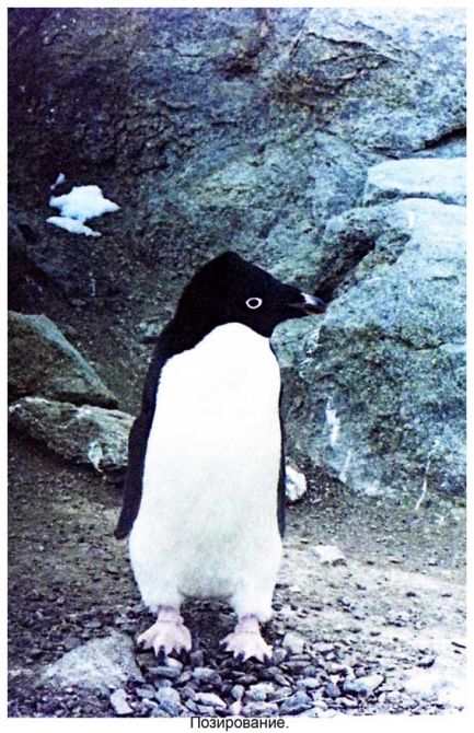 Антарктида - часть 4. Море Дейвиса станция Мирный. (Путешествия, станция ленинградская, "михаил сомов", антарктика, антарктическая экспедиция)