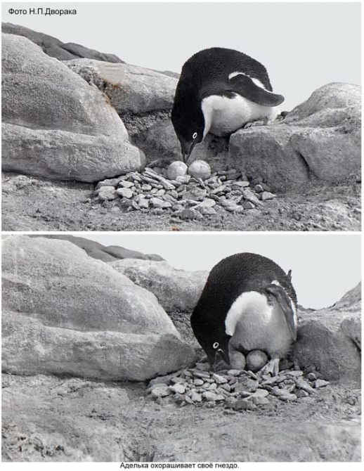 Антарктида - часть 4. Море Дейвиса станция Мирный. (Путешествия, станция ленинградская, "михаил сомов", антарктика, антарктическая экспедиция)