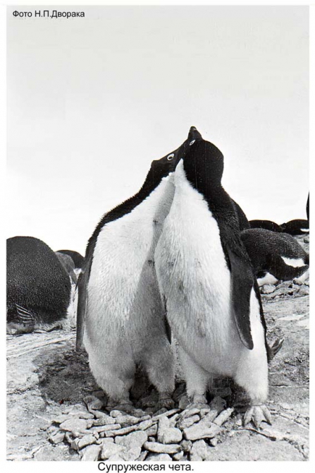 Антарктида - часть 4. Море Дейвиса станция Мирный. (Путешествия, станция ленинградская, "михаил сомов", антарктика, антарктическая экспедиция)