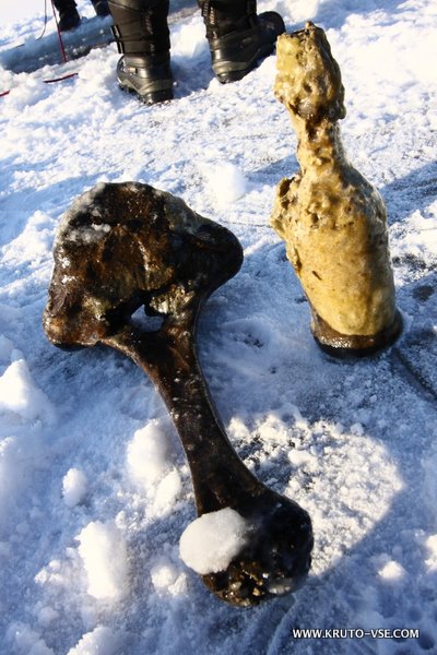 Вперед, в прошлое! Или дайв-экспедиция на 32 миллиона лет назад.... (Вода, зима, экстрим, дайвинг, тюмень, археология, курган, погружения, подледная нырялка, акулы)