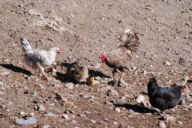 Две новые нитки на Ерыдаге. Февраль. 2011 (Альпинизм, первопрохождение, одесса, зима)