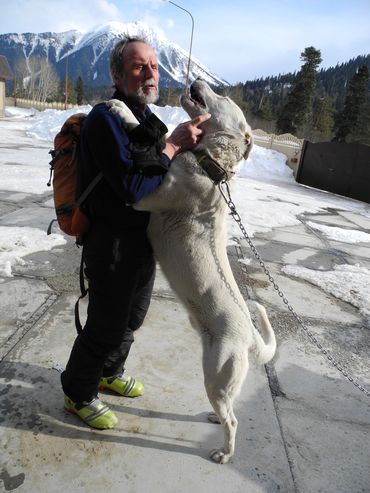 Командировка в Архыз: автомобиль, ски-тур, хели-ски и собака-белый медведь. (бэккантри, ски-альпинизм)