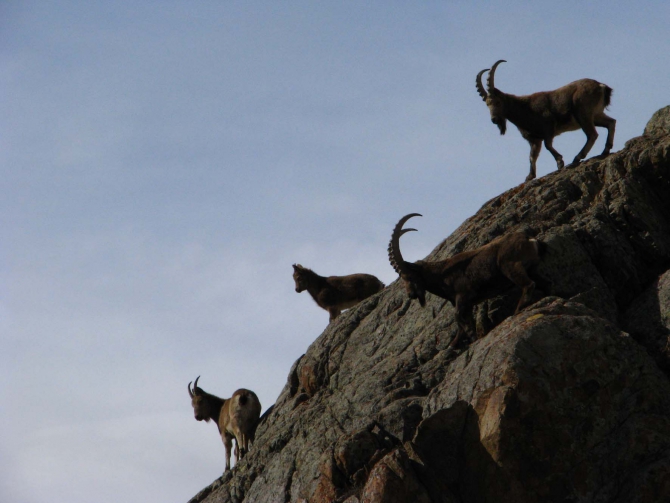 "NEW АРЧА". ИТОГИ И ПЕРСПЕКТИВЫ. (Альпинизм, ала-арча.)