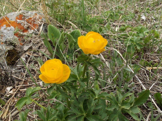 "А ЗА ОКОШКОМ МЕСЯЦ МАЙ..." (Альпинизм)
