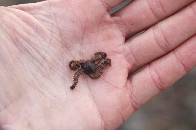 На каяках по Белому морю - 2012 (фоторепорт, Бэккантри/Фрирайд, белое море, карелия, сияки, морские каяки, экспедиция, море)