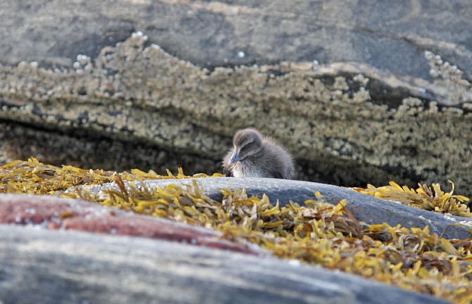 На каяках по Белому морю - 2012 (фоторепорт, Бэккантри/Фрирайд, белое море, карелия, сияки, морские каяки, экспедиция, море)