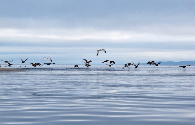 На каяках по Белому морю - 2012 (фоторепорт, Бэккантри/Фрирайд, белое море, карелия, сияки, морские каяки, экспедиция, море)