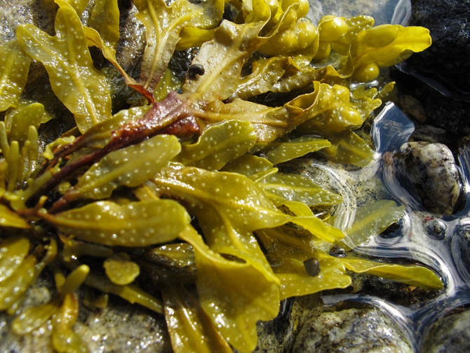 На каяках по Белому морю - 2012 (фоторепорт, Бэккантри/Фрирайд, белое море, карелия, сияки, морские каяки, экспедиция, море)