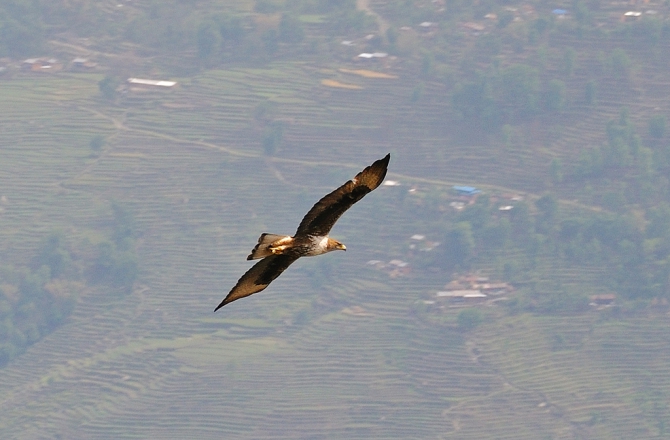Гималаи (Непал, трек вокруг Аннапурны), отчёт апреля 2011 (Горный туризм, annapurna, namung la, mimdu-danda, mount, himalaya, горы, мимду-данда, аннапурна)