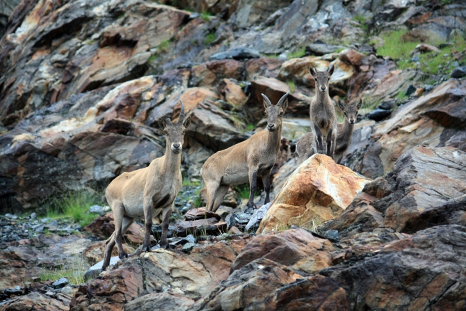 Домбай-Ульген, восхождение по Зап. ребру, 5Б (Альпинизм, западный кавказ, западное ребро)