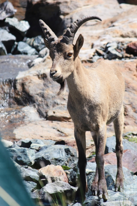 Домбай-Ульген, восхождение по Зап. ребру, 5Б (Альпинизм, западный кавказ, западное ребро)