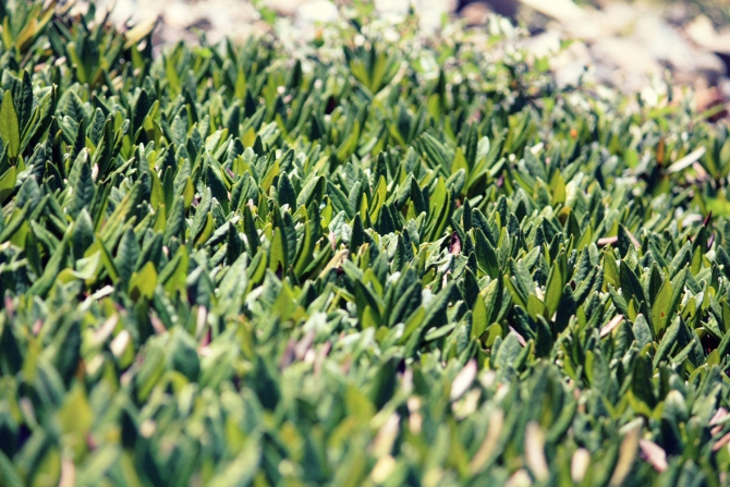 Домбай-Ульген, восхождение по Зап. ребру, 5Б (Альпинизм, западный кавказ, западное ребро)