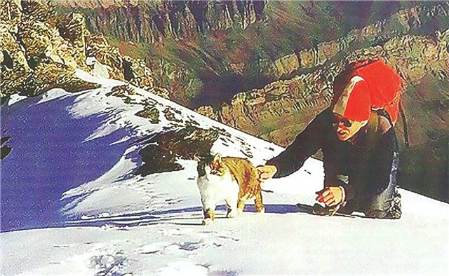 Швейцарский кот-альпинист (Альпинизм, томба)