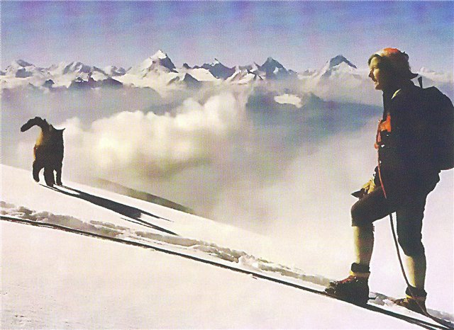 Швейцарский кот-альпинист (Альпинизм, томба)