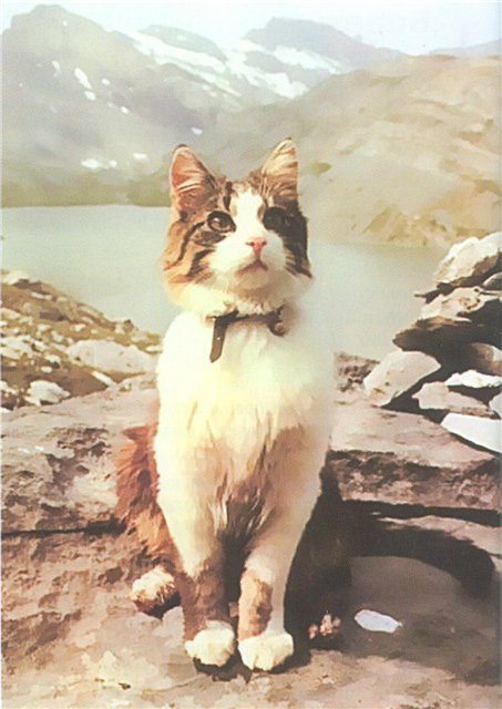 Швейцарский кот-альпинист (Альпинизм, томба)