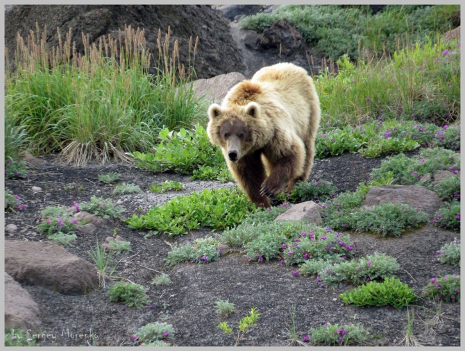 «Транскамчатский Матрас 2013» или «Как Вы яхту назовете…» (Горный туризм, камчатка, ключевская сопка, камень, поход, моренко)