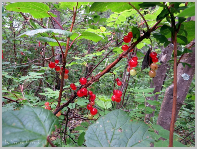 «Транскамчатский Матрас 2013» или «Как Вы яхту назовете…» (Горный туризм, камчатка, ключевская сопка, камень, поход, моренко)