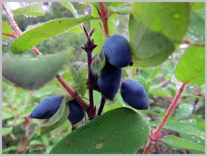 «Транскамчатский Матрас 2013» или «Как Вы яхту назовете…» (Горный туризм, камчатка, ключевская сопка, камень, поход, моренко)