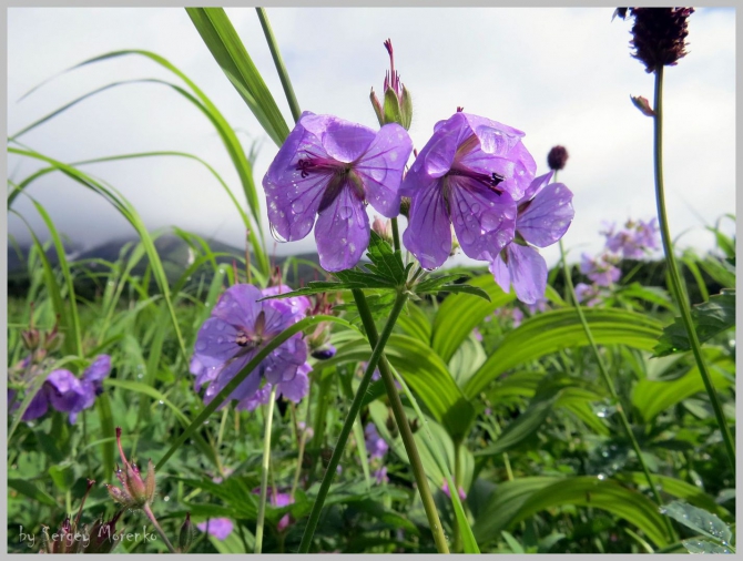 «Транскамчатский Матрас 2013» или «Как Вы яхту назовете…» (Горный туризм, камчатка, ключевская сопка, камень, поход, моренко)