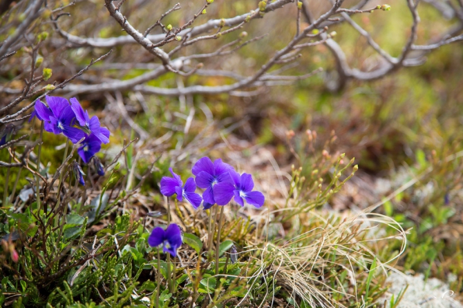 Ергаки- фотоотчет семейного путешественника. (Путешествия, саяны)