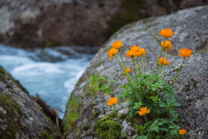 Ергаки- фотоотчет семейного путешественника. (Путешествия, саяны)