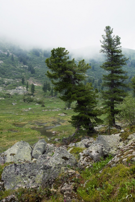 Ергаки- фотоотчет семейного путешественника. (Путешествия, саяны)