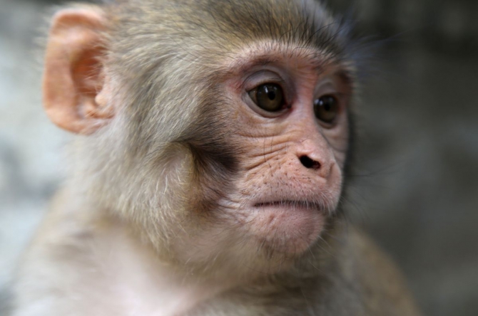 Непальский трекинг..